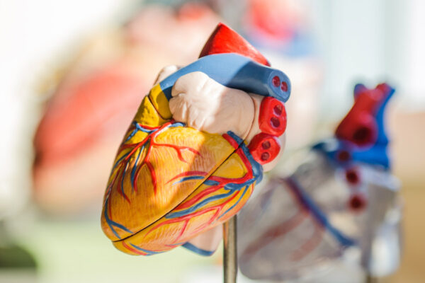 model of a heart - cardiovascular diseaase
