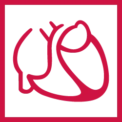 German Cardiac Society